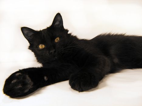 beautiful black cat with a white background