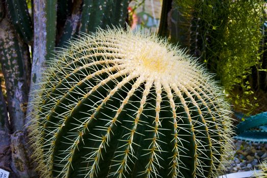 Tropical green cactus - cacti