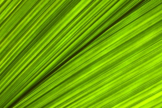 Tropical green leaf - abstract background