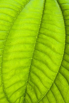 Tropical green leaf - abstract background