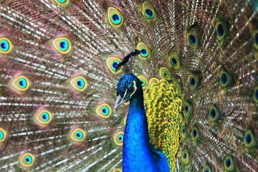 Portait of a beautiful peacock (Pavo cristatus) which is  is designated as the national bird of India.