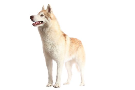 Husky dog with brown and white fur standing alert