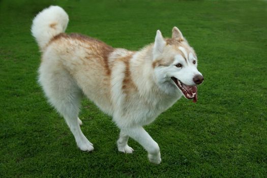 Beautiful Husky dog running across a lawn of green grass