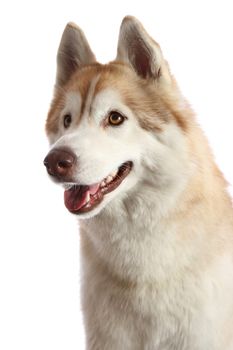 Portrait of a beautiful brown and white Husky dog