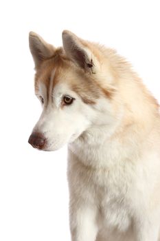 Portrait of a beautiful brown and white Husky dog