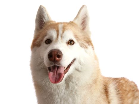 Portrait of a beautiful brown and white Husky dog