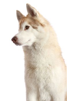 Portrait of a beautiful brown and white Husky dog