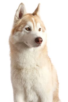 Portrait of a beautiful brown and white Husky dog