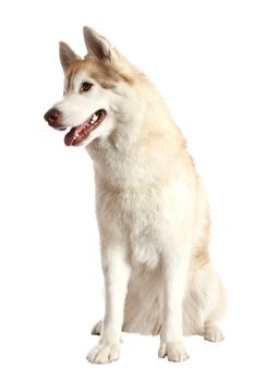 Portrait of a beautiful brown and white Husky dog