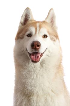 Portrait of a beautiful and happy husky dog with friendly look