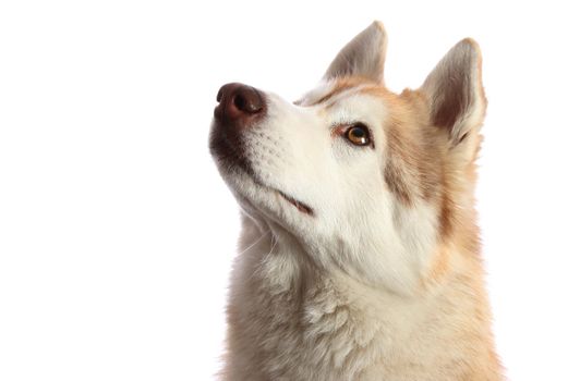 Enquisitive Husky dog looking upwards - isolated on white