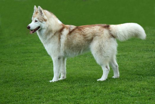 Lovely brown and white Husky dog standing on green lawn