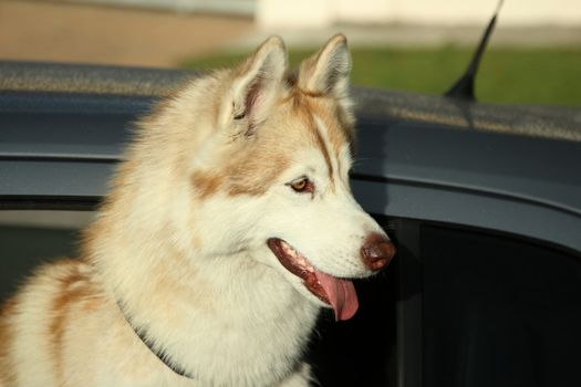 Beautiful Husky dog looking out of a motor car window