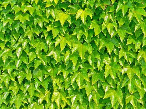 Ivyberry - green wall background