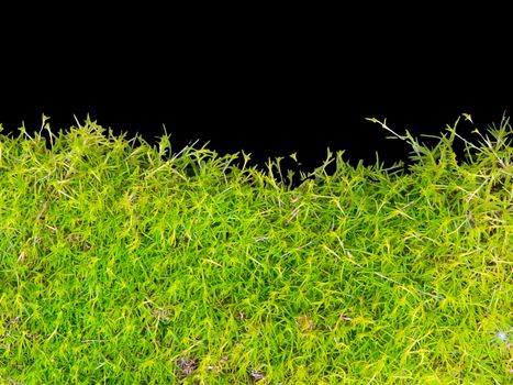 Moss isolated