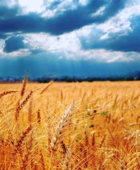 Wheat growing in a farm field under blue sky