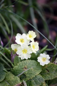 First blooms of yellow primrose flowers covered in morning dew drops. Set on a portrait format with copy space available above.