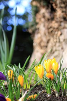 Yellow and violet colored spring crocus set to the foreground of a low angled portrait format image. Focus to oreground with soft focus tree and sky to background of image. Copy space above.