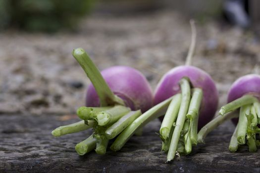 Three freshly harvested organically grown white and red turnips. Set on a landscape format showing the cut stems of the vegetable on a wooden base with a soft focus background.