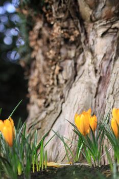 The first Spring blooms of yellow crocus growing in front of the base of a tree. Middle distance focus on a portrait format.