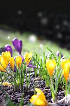 The first Spring blooms of yellow and violet crocus in the spring sunshine. Middle distance focus on a portrait format.