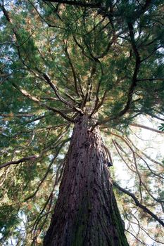 Cedar tree on flower island of Mainau