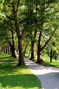 Alley plane trees on flower island of Mainau