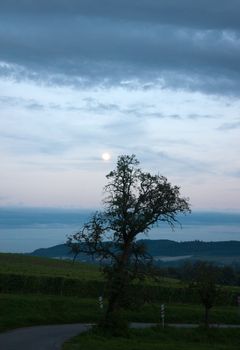 The Meersburg vineyards at the northern banks of Lake Constance