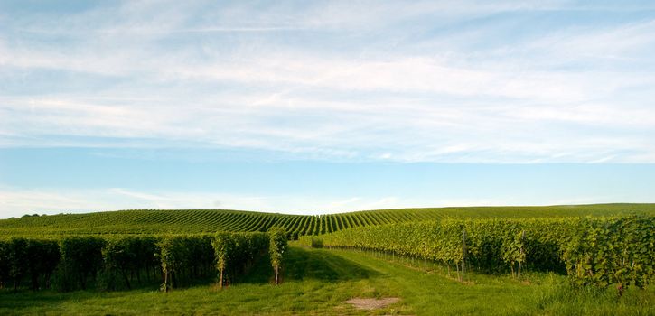 The Meersburg vineyards at the northern banks of Lake Constance