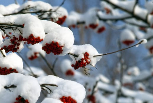 Winter in park