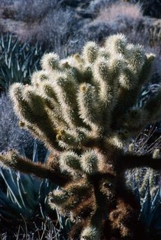 Cholla cactus in desert