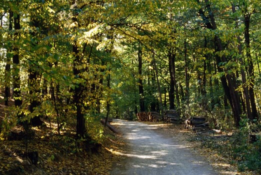 Forest Road