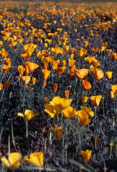 California Poppy