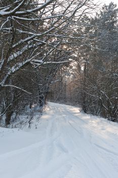 view series: cold winter forest landscape with snow