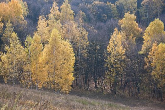landscape series: autumn season forest view