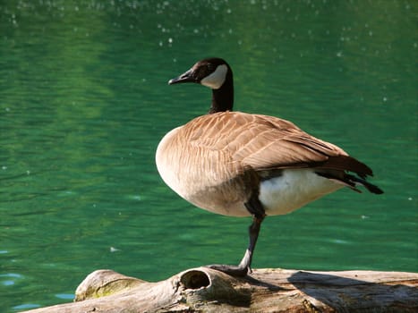 A Canada Goose (Branta canadensis) sits on a log at Spencer Conservation Area in Illinois.