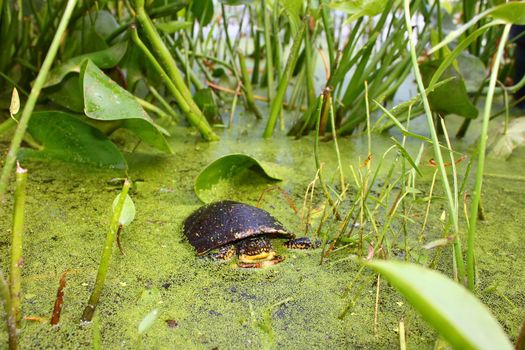 A juvenile Blandings Turtle (Emydoidea blandingii) surveys the marsh in northern Illinois.