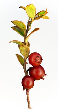Late cowberry. Branch of red cowberries isolated on white background