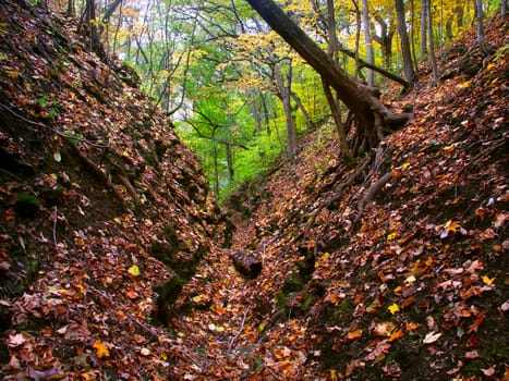 A deep gorge fills with falling leaves at Kishwaukee Gorge Forest Preserve in Illinois.