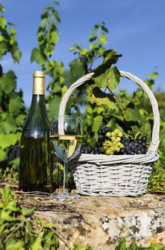 glass and bottle of wine and grappes in basket