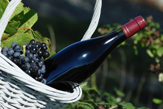 Bottle of red wine and grapes in basket 