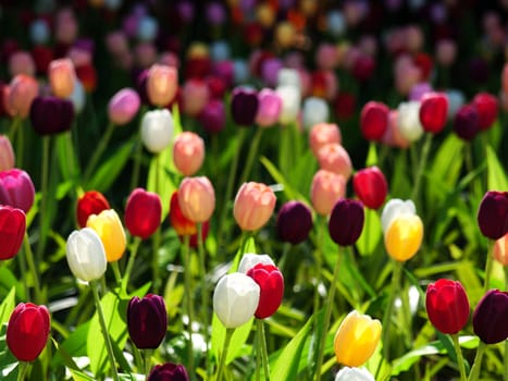 Beautiful field of  multicolored tulips in Netherlands