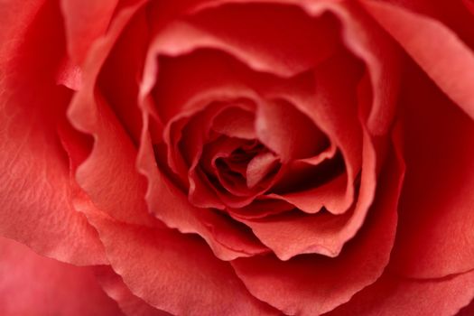 Big red flower - a rose close up