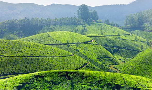 Tea plantations. Munnar, Kerala, India