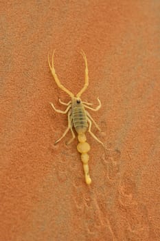 A highly venomous Arabian scorpion, Apistobuthus pterygocerus, leaving its tracks on a sand dune in the Empty Quarter Desert.