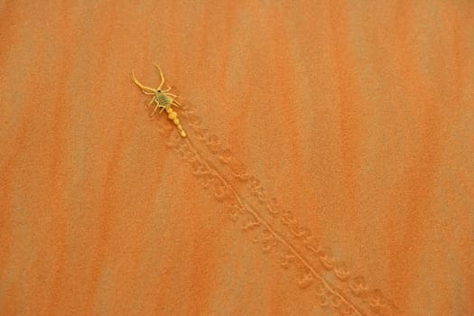 A highly venomous Arabian scorpion, Apistobuthus pterygocerus, leaving its tracks on a sand dune in the Empty Quarter Desert.