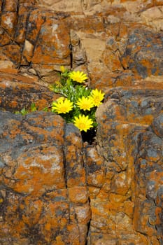 Wildflowers growing in a small crevice in lichen-encrusted rocks near the Knysna Heads, South Africa.