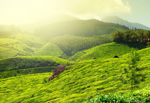 Tea plantations in morning fog. Munnar, Kerala, India