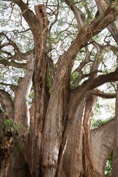 Tule tree in Mexico - the stoutest tree in the world