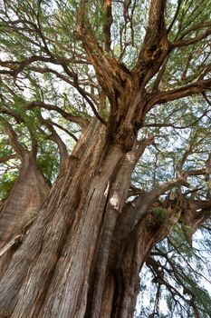 Tule tree in Mexico - the stoutest tree in the world